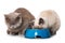 Young british shorthair cats on white background
