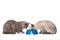 Young british shorthair cats on white background