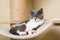 Young british shorthair kitten resting on hammock