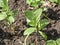 Young broad bean plant with leaf eaten by a snail