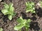 Young broad bean plants from above.