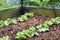 Young broad beans plants