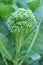 Young broccoli flower