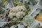 Young broccoli growing on the vegetable bed