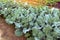 Young broccoli plants grow in home garden