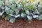 Young broccoli plants grow in home garden.