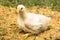 Young broiler chicken or Chicken in the animal welfare farm