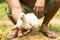Young broiler chicken or Chicken in the hands of farmers in animal welfare farm