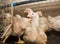 Young broiler chickens at the poultry farm