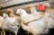 Young broiler chickens at the poultry farm