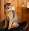 Young brown Abyssinian cat
