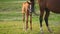 Young brown Arabian horse foal walks over green field to mother near