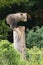 Young brown bear climbing on tree in summertime nature