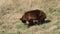 A young brown bear eating sweet grass in the springtime