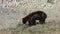 A young brown bear eating sweet grass in the springtime