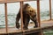 Young brown bear looks prey on fence to account for fish. Kurile Lake.