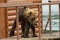 Young brown bear looks prey on fence to account for fish. Kurile Lake.