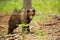 Young brown bear standing in forest in summertime.