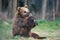 Young Brown bear (Ursus arctos)