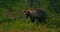 Young brown bear walking free in the forest looking for food