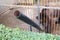 Young brown bear in a zoo cage. The visitor throws some food into the treat pipe to feed the bear. Tamed animals. Poor conditions