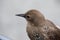 A young brown bird with black feathers