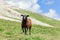 A young brown and black male sheep runs on high mountain pasture in the Italian Alps