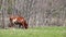 Young brown bull eats first grass