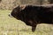 a young brown bull grazes in a meadow on a spring day