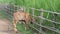 Young brown bull grazing grass through the fence