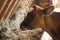 Young brown calf in a barn eating hay