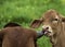 A young brown calf, cow, licking, sucking the horn of another cow, mother, affection