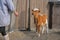 Young brown calf on a farm