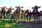 Young brown cattle on pasture