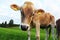 Young brown cattle on pasture