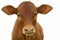 A young brown chesnut coloured calf, face only, looking at camera, against white background, isolated, with copy space