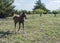 Young brown colt running through pasture