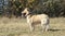 Young brown Corgi shepherd dog