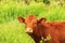 A young brown cow, a beautiful bull grazes on a farm among the green grass in the summer. Big red calf, heifer, cattle on a