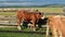 Young brown cow chewing grass on grazing against rural fence