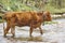 Young brown cow crossing a creek. Cattle, livestock, farmland