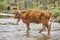 Young brown cow crossing a creek. Cattle, livestock, farmland