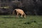 Young brown cow pooping while eating grass