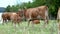 Young brown cows on pasture during grazing.