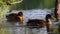 Young brown duck cleaning feathers summer pond