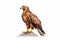 young brown eagle isolated over white background