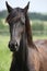 Young brown fell pony mare