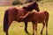 A young brown foal nursing from his filly mother