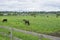 A young brown foal with a small white spot on a green and yellow summer meadow. Brown mother horse. Old rickety fence.