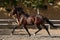 Young brown gelding of the Lusitano breed trotting